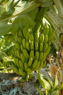 香蕉树上的青绿香蕉串