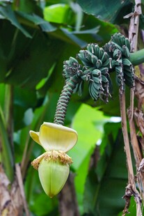 奇特黄苞植物特写