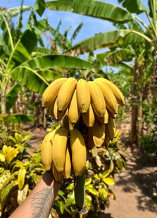 树上成串的成熟黄色香蕉