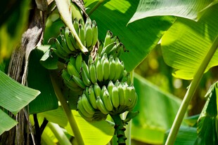 挂在枝头的青绿香蕉