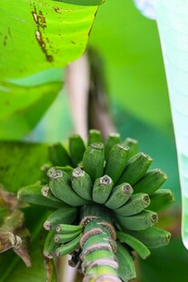 未成熟的香蕉串特写