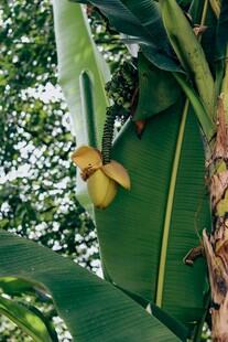 树上挂着的新鲜香蕉
