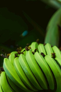 青绿香蕉特写