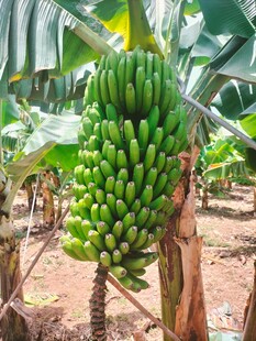 树上成串的青绿香蕉