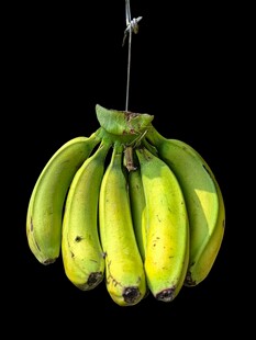 一串悬挂的鲜黄香蕉