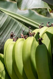 青绿饱满的成串香蕉