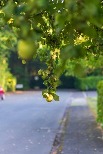 林荫下的静谧道路