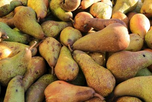 一堆色泽诱人的新鲜梨子