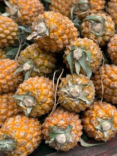 一堆新鲜小菠萝