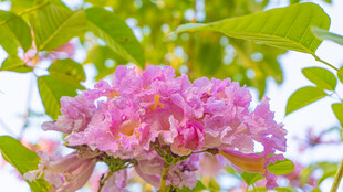 娇艳盛开的粉色紫风铃