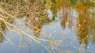 秋日湖畔枯枝倒影美景