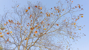 秋日枝头挂果的萧瑟树木