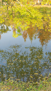 宁静池塘边的绿意景致