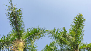 蓝天映衬下的翠绿棕榈树