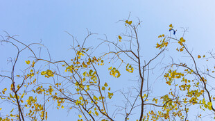 蓝天映衬下的黄叶树枝