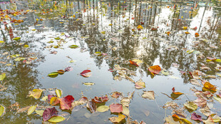 水面漂浮的多彩落叶
