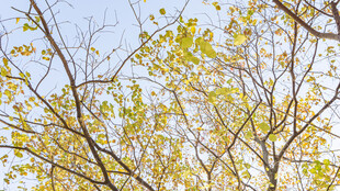 秋日枝头黄叶映蓝天