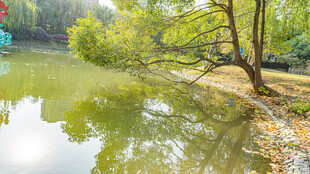 湖畔绿树倒映的静谧风光