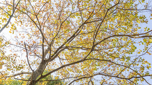 秋日阳光下的金黄树叶