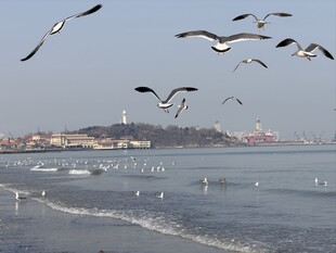 海边群鸥飞舞的美丽景象
