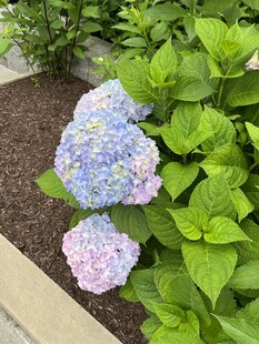 蓝粉绣球花绽放于绿叶间