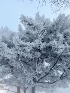 雾凇覆盖的松树美景