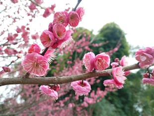 枝头绽放的粉嫩梅花