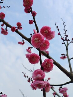 枝头绽放的艳丽红梅