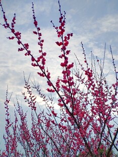 枝头绽放的艳丽红桃花