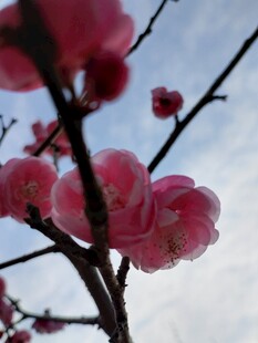 枝头绽放的娇艳粉色梅花