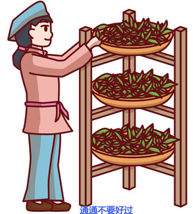 古代女子晾晒茶叶场景