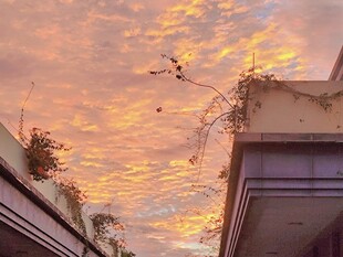 屋顶上的梦幻天空与植物