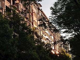 老旧居民楼被绿树环绕