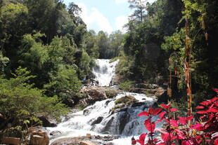 越南山间瀑布旁艳丽红花绽放