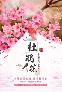 杜鹃花海报
