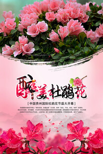 杜鹃花海报