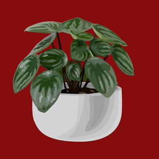 白色花盆中的翠绿盆栽