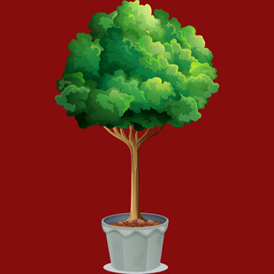 盆栽绿树生机盎然