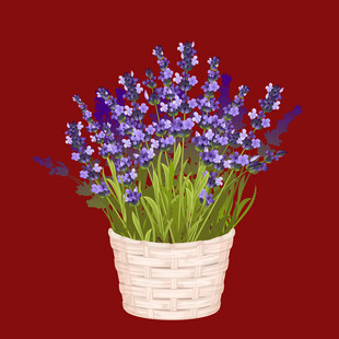 花盆中的紫色薰衣草