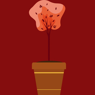 红色花盆中的独特花卉