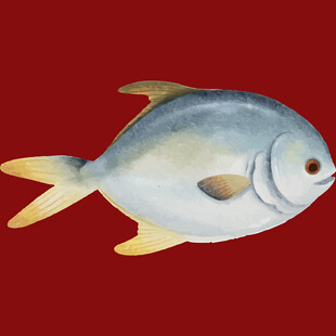 红色背景上的银黄相间鱼