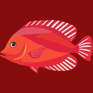 红色条纹鱼插画