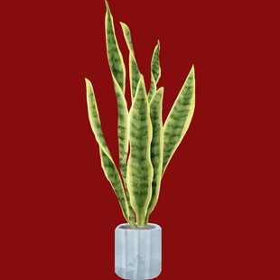 简约盆栽虎皮兰