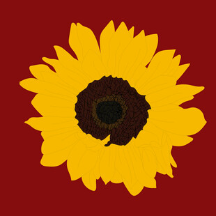 红色背景上的黄色向日葵