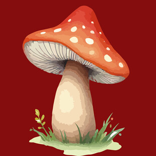 红色斑点蘑菇插画