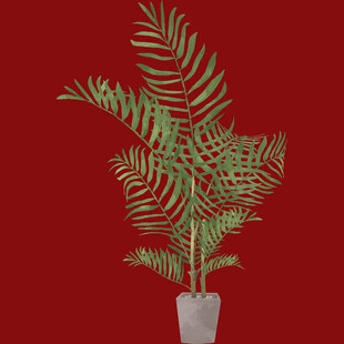 红色背景下的盆栽蕨类植物