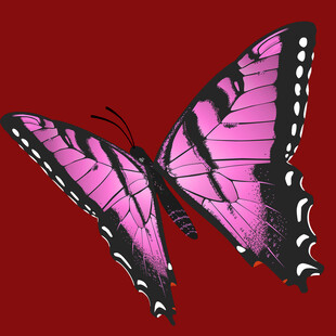 粉色蝴蝶展翅图