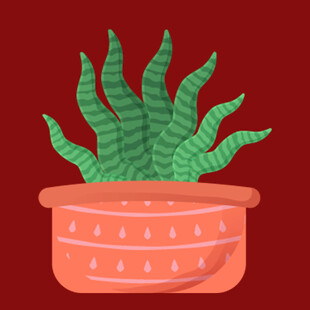 橙色花盆中的条纹绿植