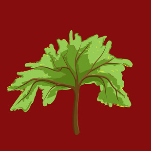 红色背景下的绿色植物叶片