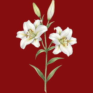 红色背景下的优雅白百合